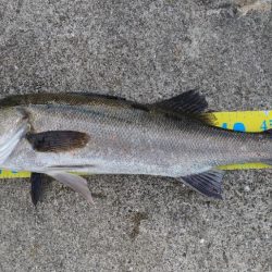 朝マズメ短時間釣行