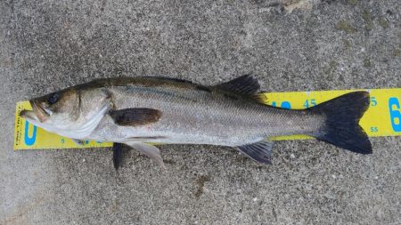 朝マズメ短時間釣行