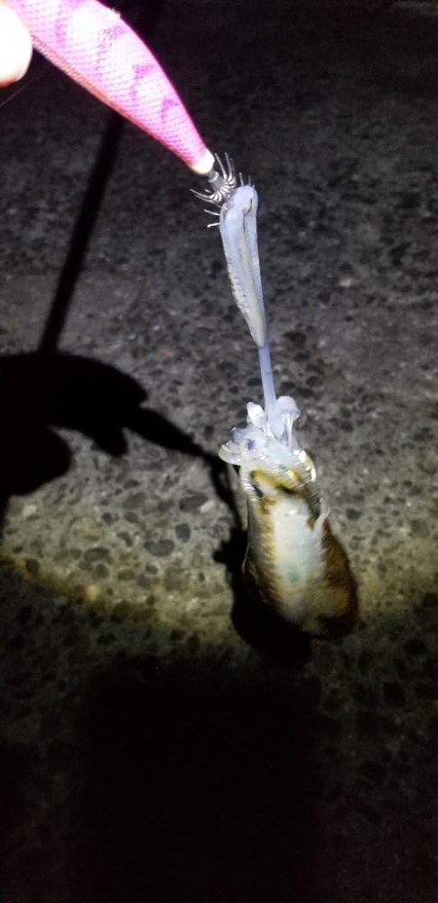 夕マズメのエギング　今季最大