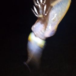 アオリイカの新子調査