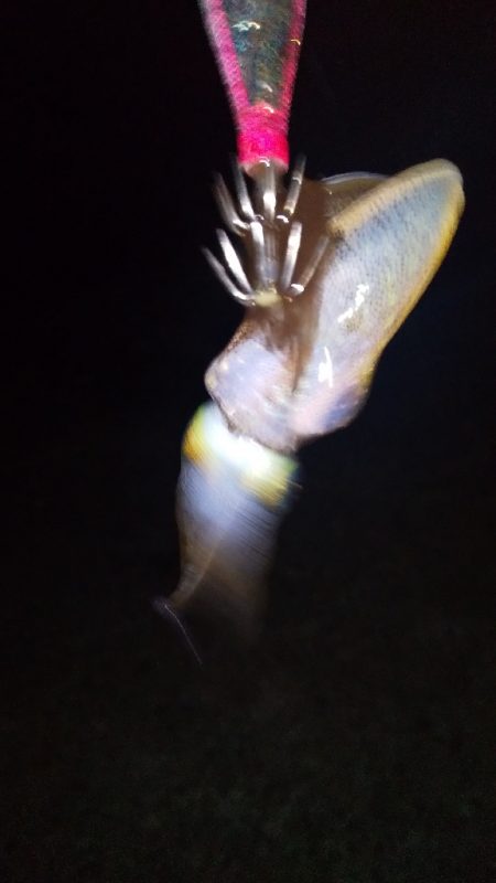 アオリイカの新子調査