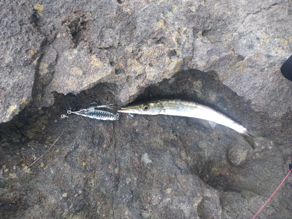 釣れるのはカマスばかり