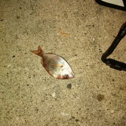 遠征リベンジ(1日目)