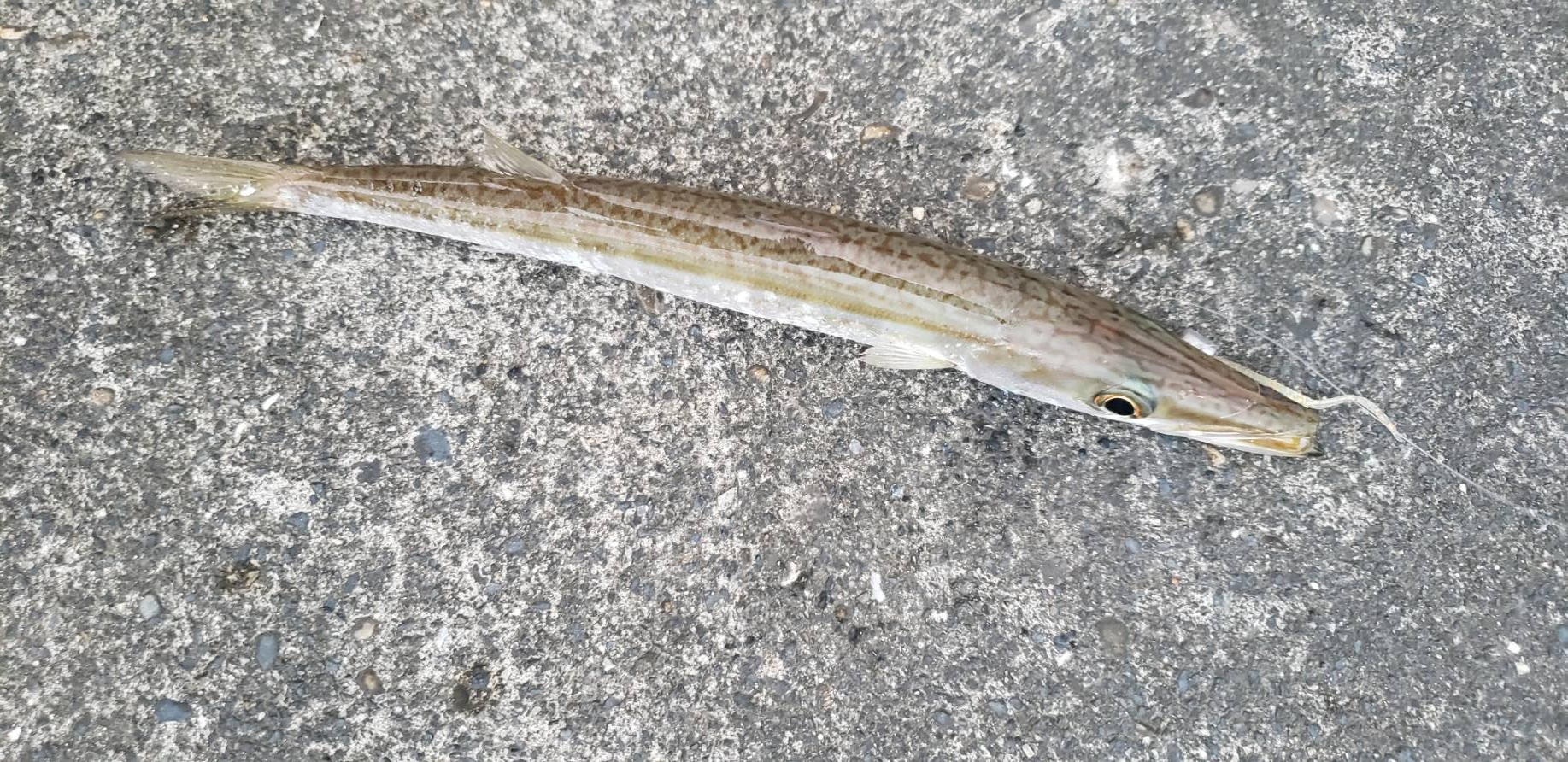 アジ探し@古座川周辺