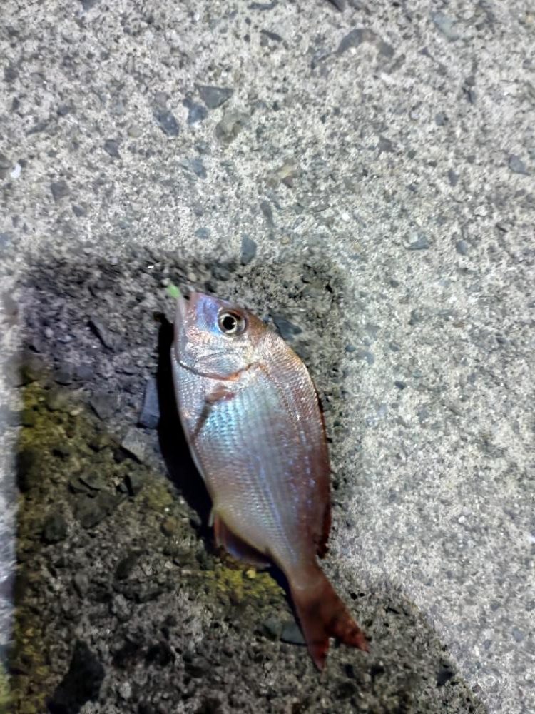 秋の夜の家族サービス