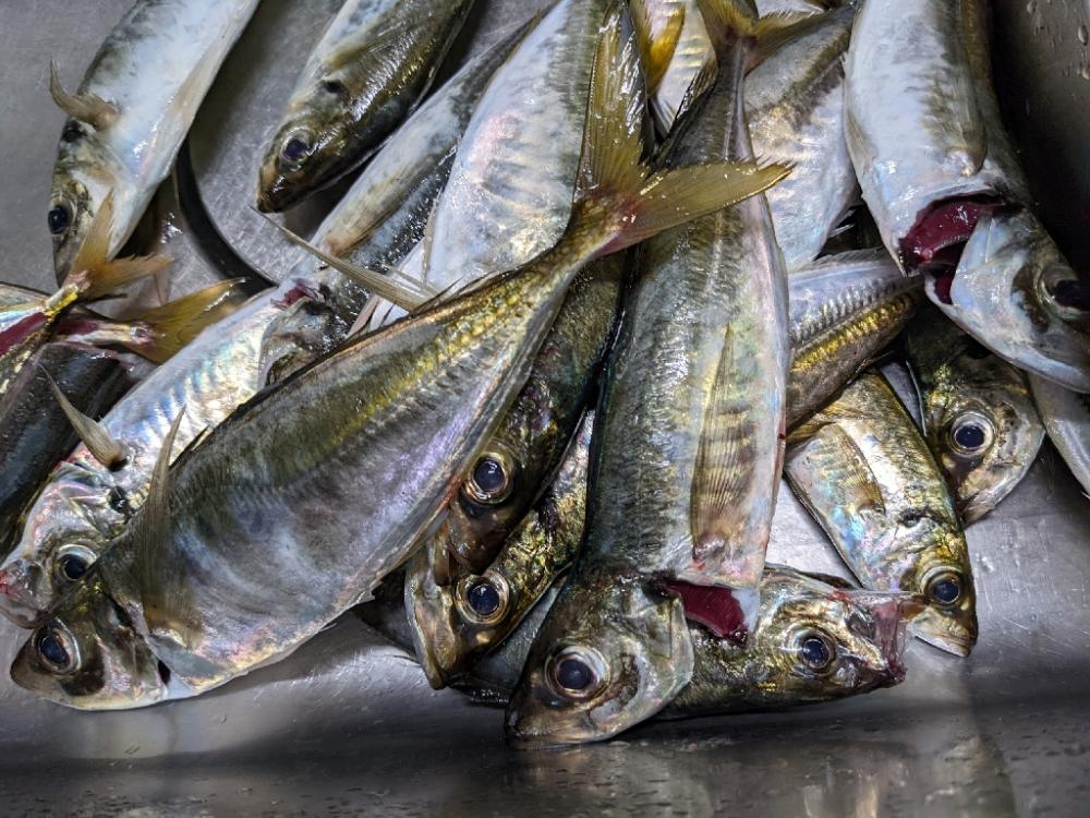 やっと来た！あじ==