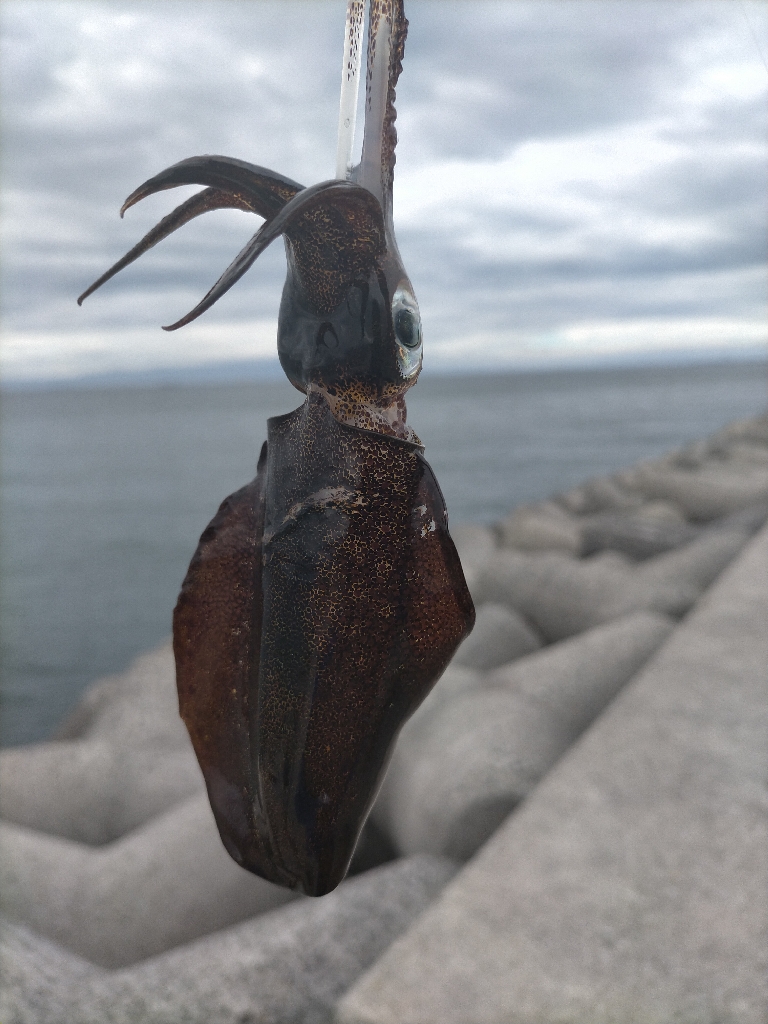台風前にアオリ8杯
