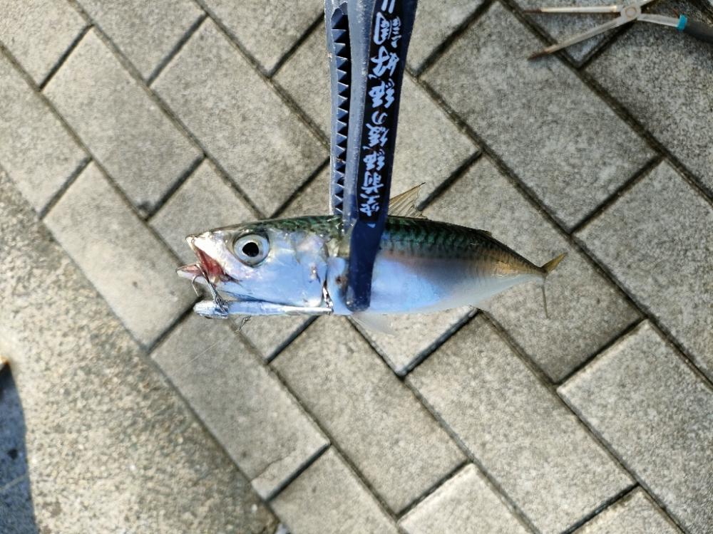 ダイソー縛りでサバ爆