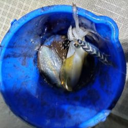 ティップラン２回目！