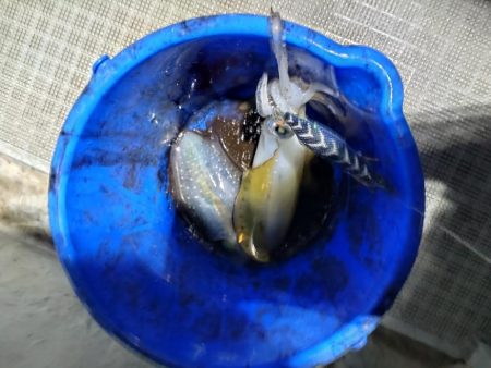 ティップラン２回目！