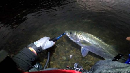 【シーバス】リバーシーバス。やっと・・・