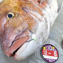 大マダイ(81㌢=5.5㌕)仕留めた!