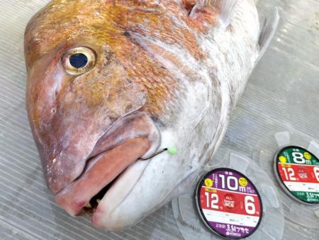 大マダイ(81㌢=5.5㌕)仕留めた!