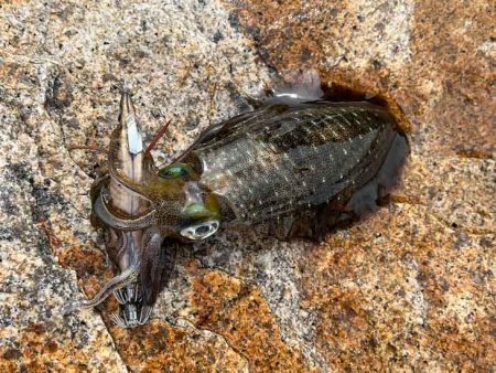 姫路離島のエギングは安定の激渋！