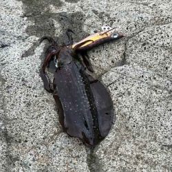 外海大荒れにつき漁港内でデイエギングからナイトエギングへ突入するが激渋!