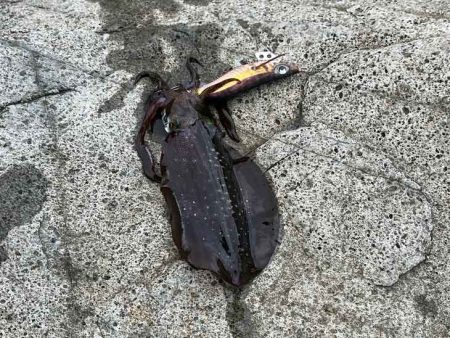 外海大荒れにつき漁港内でデイエギングからナイトエギングへ突入するが激渋!