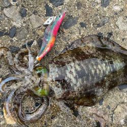 アタリ年の日本海で急に激渋！でも居るとこには居る！！