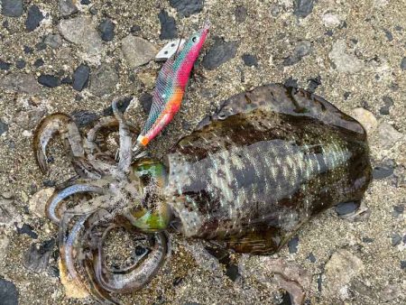 アタリ年の日本海で急に激渋！でも居るとこには居る！！