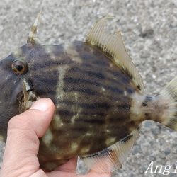 中島埠頭でカワハギ11枚！
