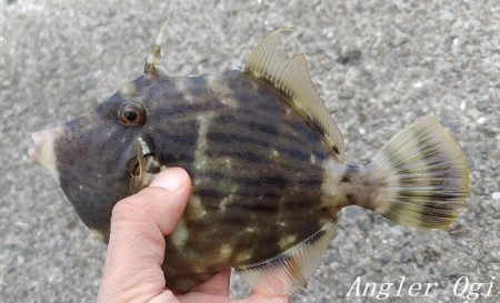 中島埠頭でカワハギ11枚！