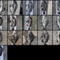 イチノ兄弟、釣果！