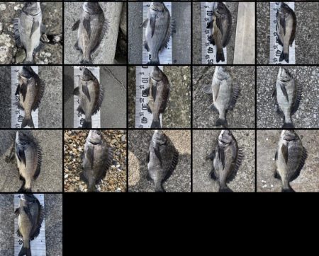 イチノ兄弟、釣果！