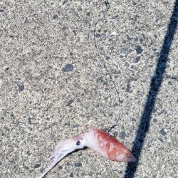 和歌山　御坊の堤防でウツボ釣り