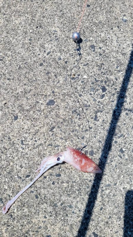 和歌山　御坊の堤防でウツボ釣り