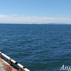 カワハギ入れ食い!午前中だけで43匹。