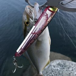 アオリイカ新子とシーラ