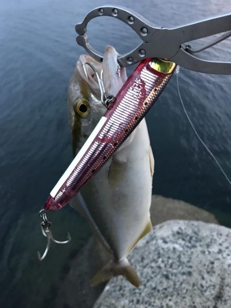 アオリイカ新子とシーラ