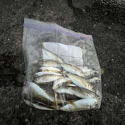 釣り人多め魚少なめ
