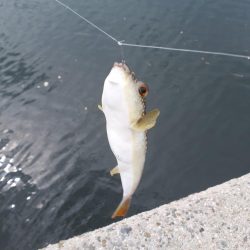 エギング&ハギング