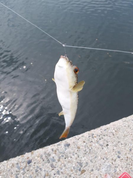 エギング&ハギング