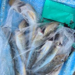 まったりハゼ釣り