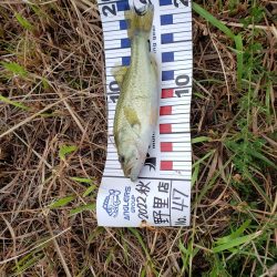 野池で小バス釣り