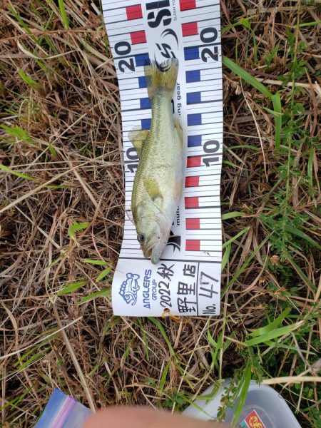 野池で小バス釣り