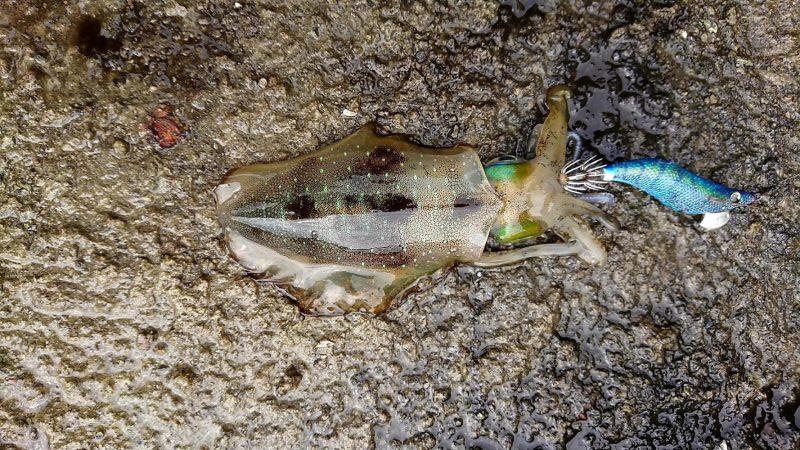 アオリイカ17杯