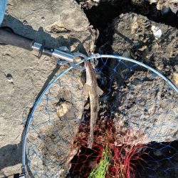 9月ようやく1匹目