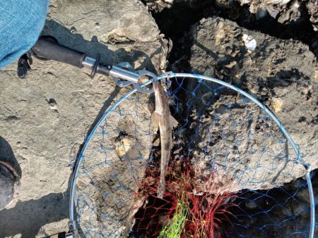 9月ようやく1匹目