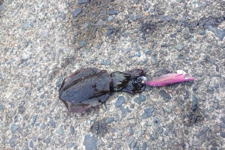 楽しめた日曜日