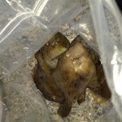 尺アジリベンジ