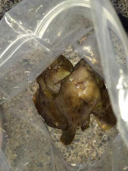 尺アジリベンジ