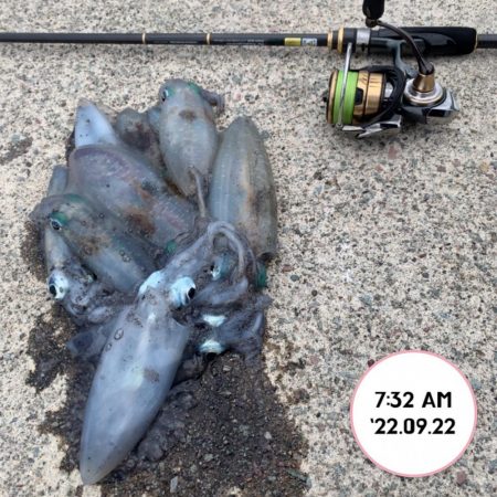 エギング朝まづめ