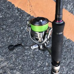 朝の太刀魚ラッシュ