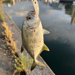 トップアジング