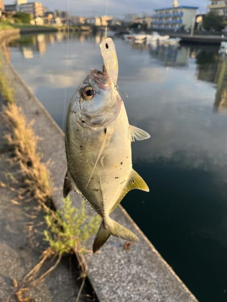 トップアジング