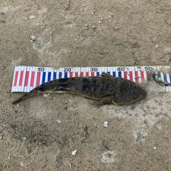 宮津アオリ&マゴチ