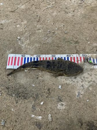 宮津アオリ&マゴチ