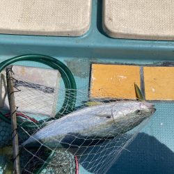 蒲生田周辺でシオ